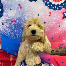 Cockapoo