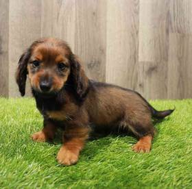 Dachshund
