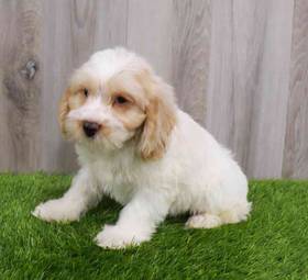 Cockapoo