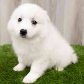 American Eskimo