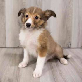 Sheltie