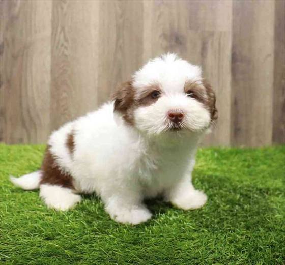 Havanese Puppy for sale Pet Zone Poughkeepsie