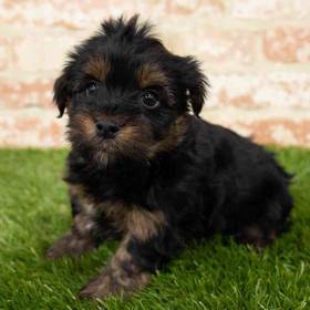 Yorkie