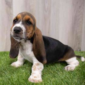 Basset Hound