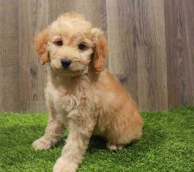 Cockapoo
