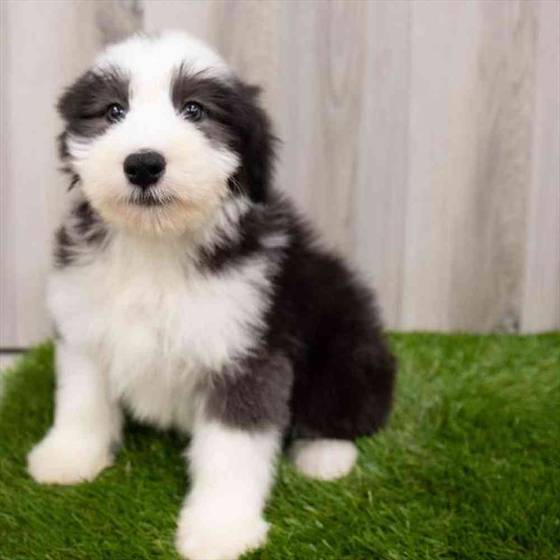Bearded Collie Puppy for sale Pet Zone Albany