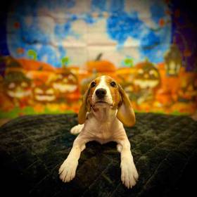 Beagle