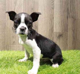 Boston Terrier