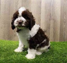 Cockapoo