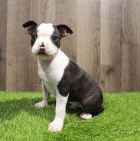 Boston Terrier