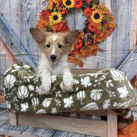 Sheltie