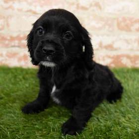 Cocker Spaniel