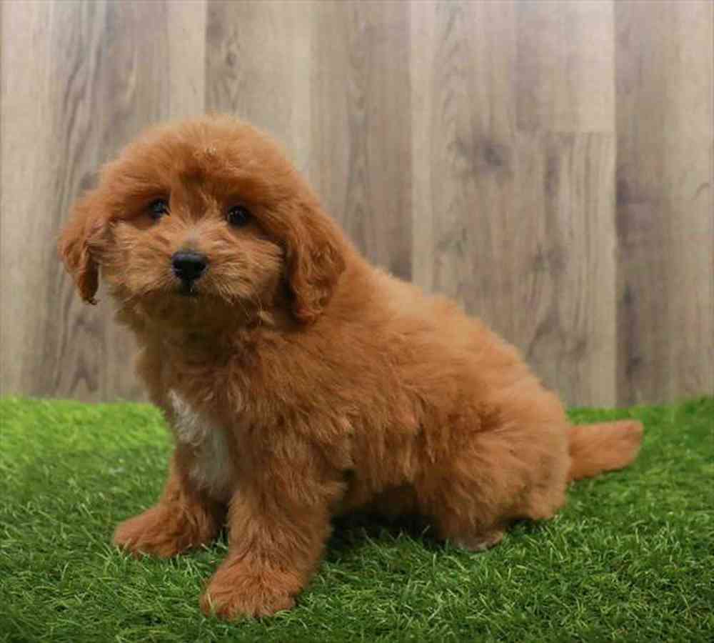 Mini Goldendoodle Puppy for sale Pet Zone Poughkeepsie