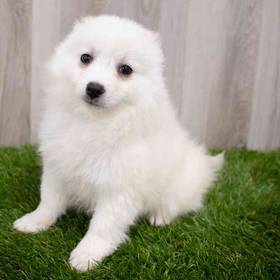 American Eskimo