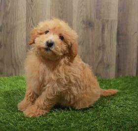 Goldendoodle Mini 2nd Gen