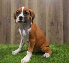Boxer