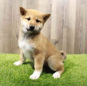 Shiba Inu