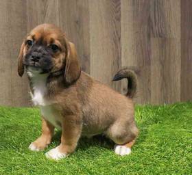 Puggle