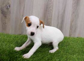 Jack Russell Terrier