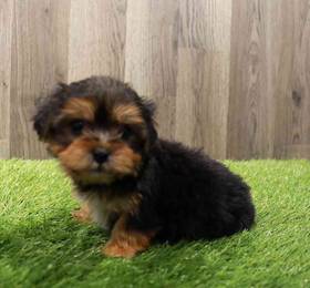 Yorkie-Poo