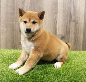 Shiba Inu