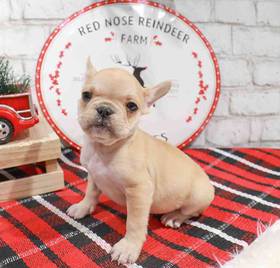 French Bulldog