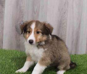 Sheltie