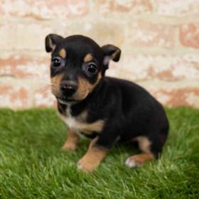 Chorkie