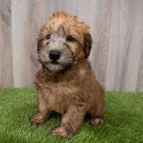 Soft Coated Wheaten Terrier