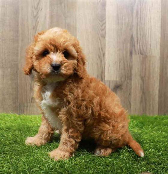 Cavapoo Puppy for sale Pet Zone Poughkeepsie