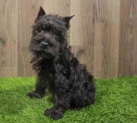 Mini Schnauzer