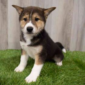Shiba Inu