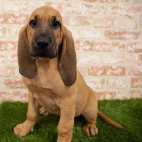 Bloodhound