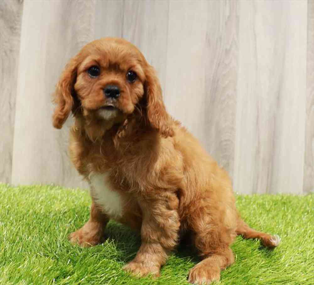 Cavalier King Charles Spaniel Puppy for sale Pet Zone Albany