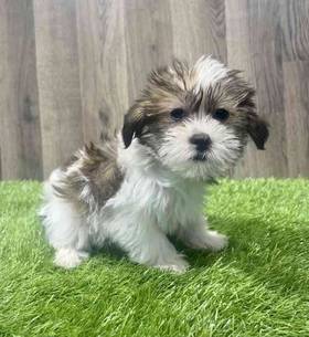 Shorkie