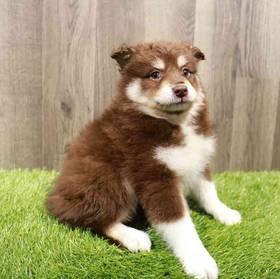 Pomsky 2nd Gen