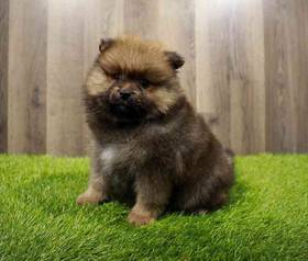 Pomeranian