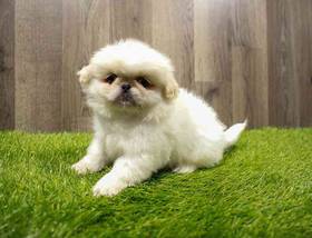Pekingese
