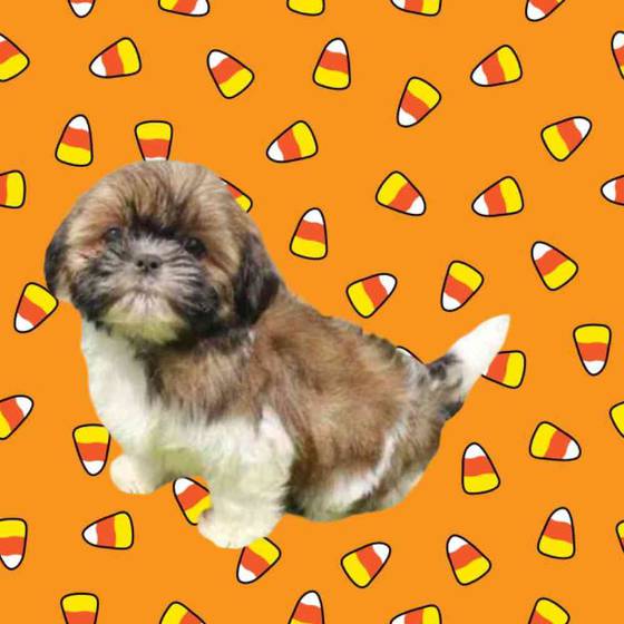 Teddy Bear Puppy for sale Pet Zone Albany