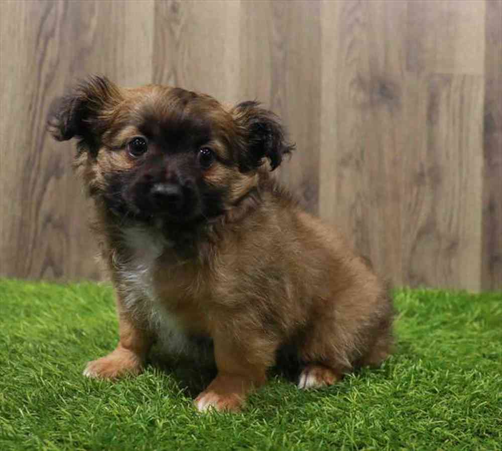 Chihuahua Puppy for sale Pet Zone Poughkeepsie