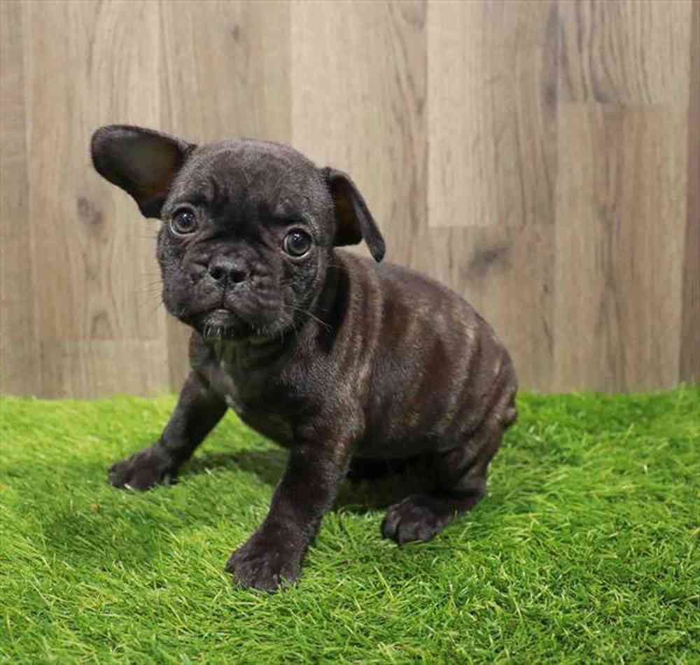 French Bulldog Puppy for sale Pet Zone Poughkeepsie