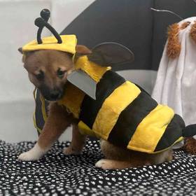 Shiba Inu