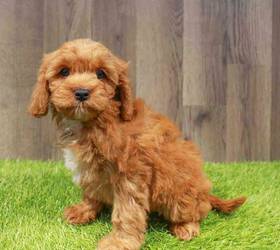 Cavapoo Puppy for sale - Pet Zone - Albany