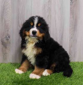 Bernese Mountain Dog