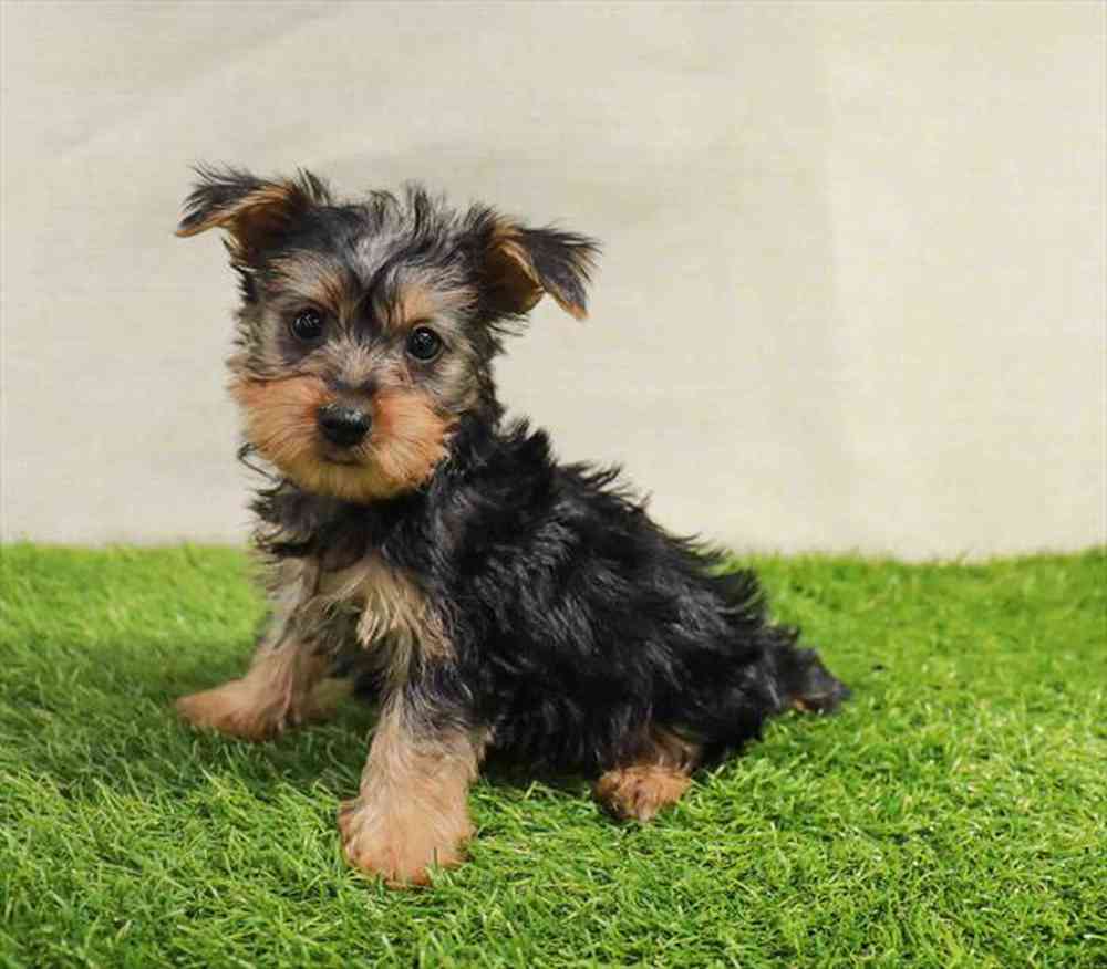 Silky Terrier