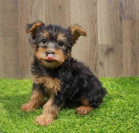 Silky Terrier