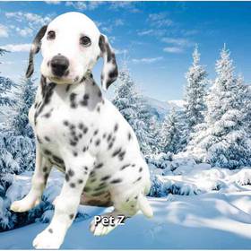 Dalmatian