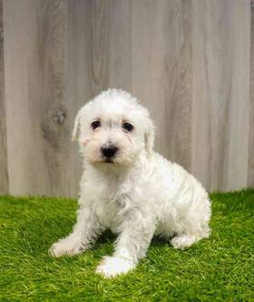 Schnoodle