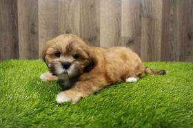 Lhasa Apso