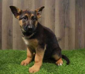 German Shepherd Dog